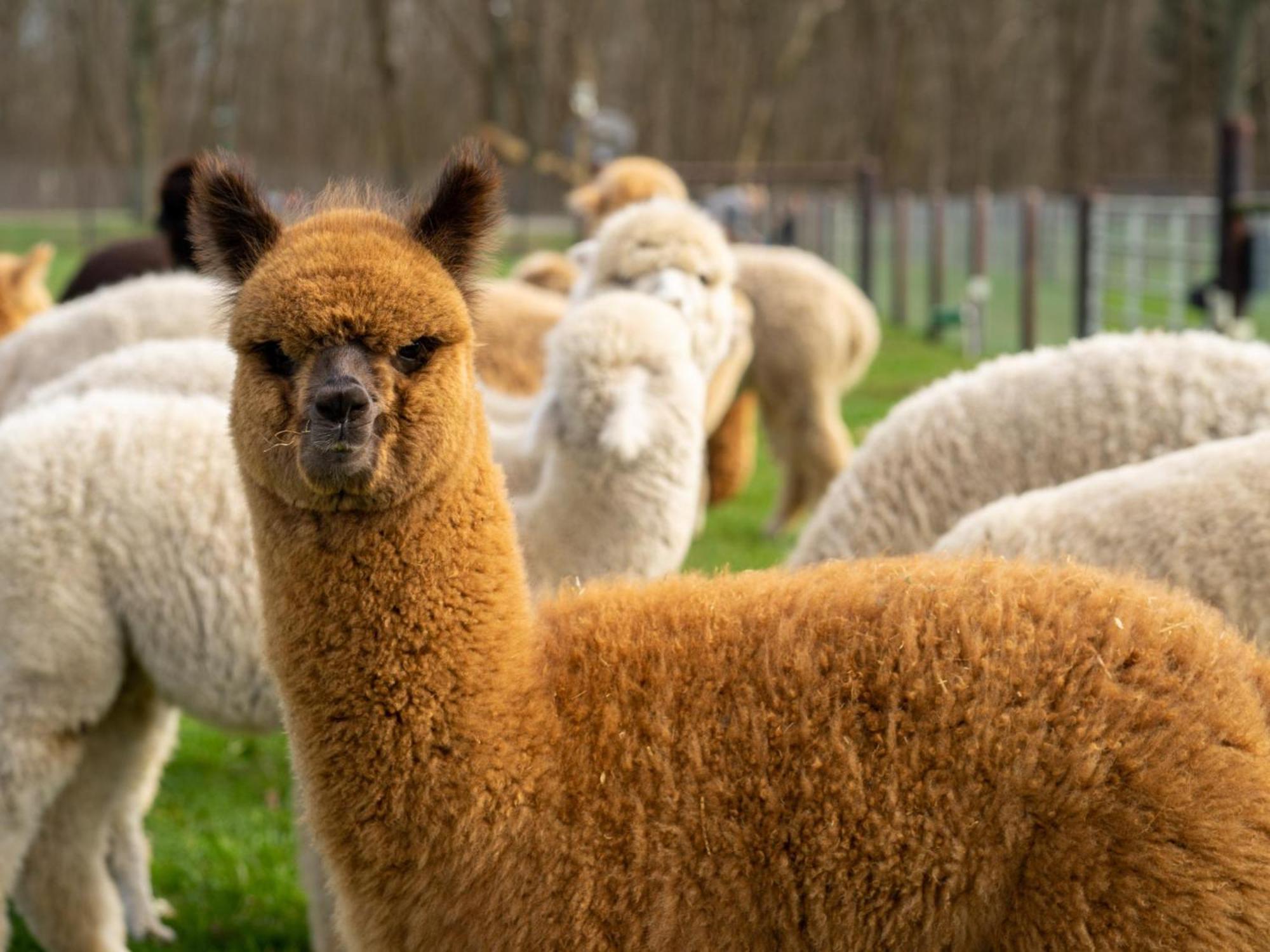 Alpacafarm Vorstenbosch 外观 照片