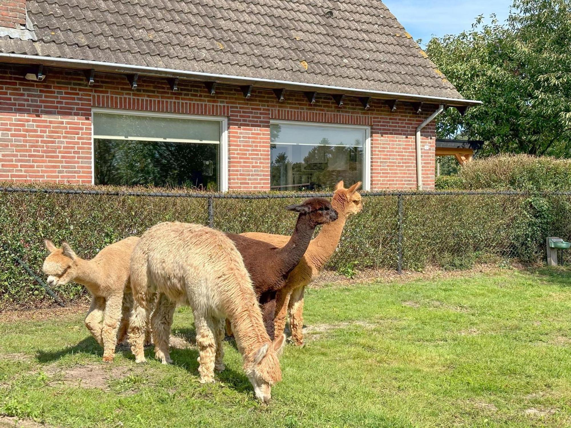 Alpacafarm Vorstenbosch 外观 照片
