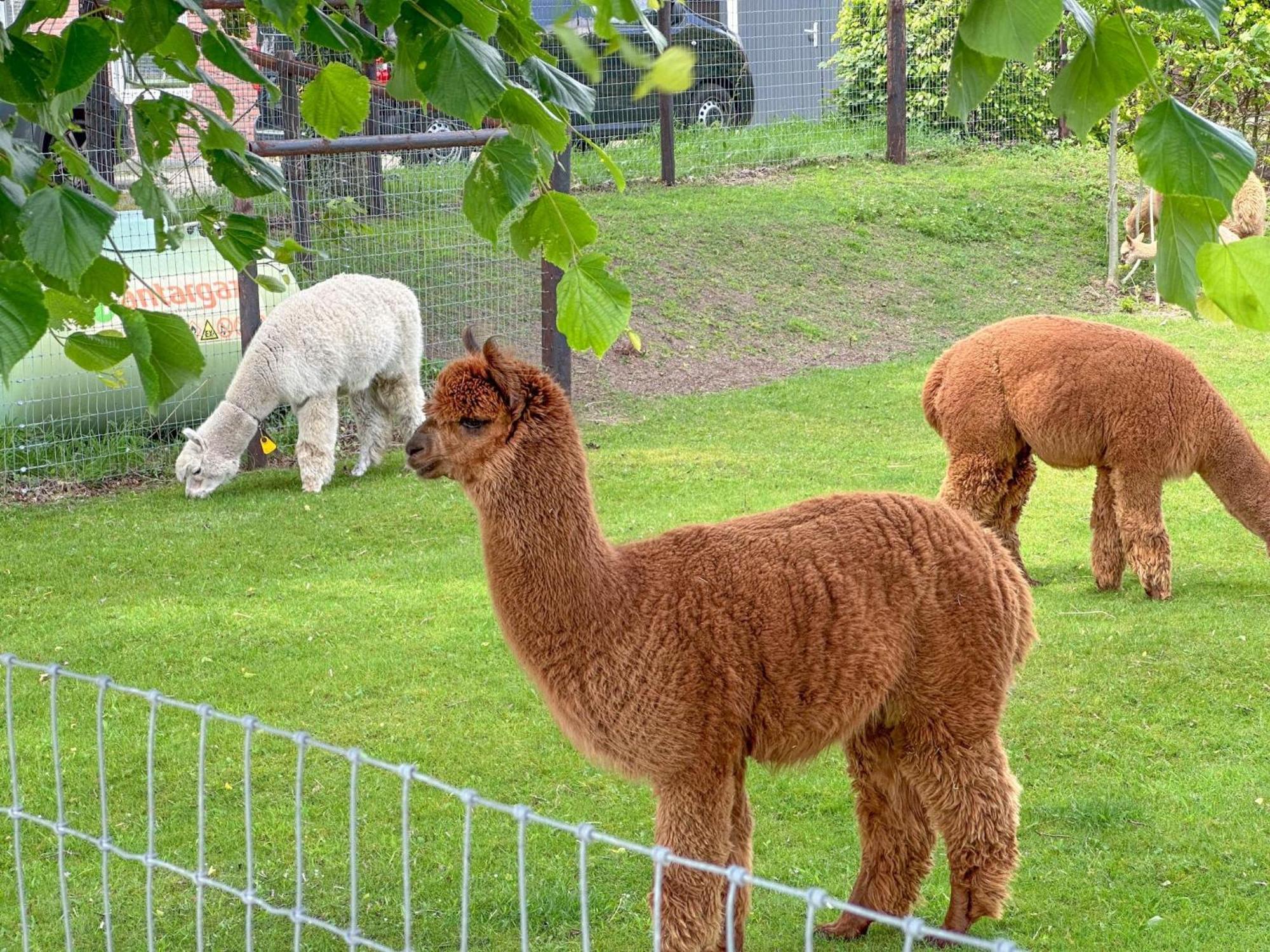 Alpacafarm Vorstenbosch 外观 照片